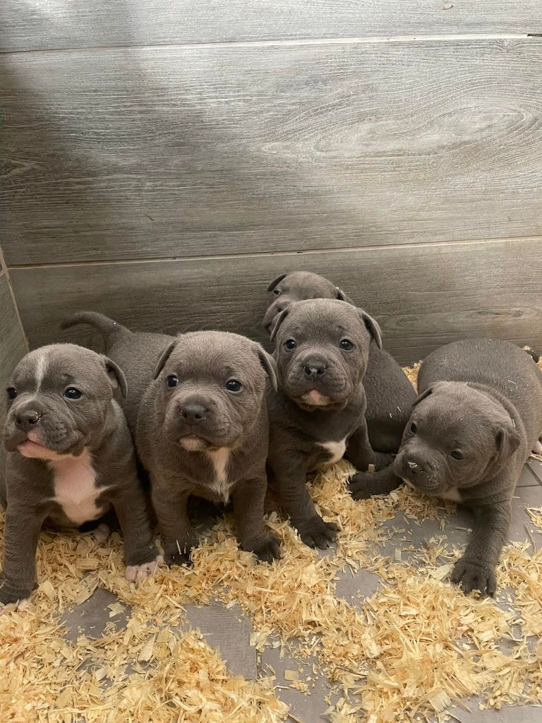 Little Bluedog - Chiot disponible  - Staffordshire Bull Terrier