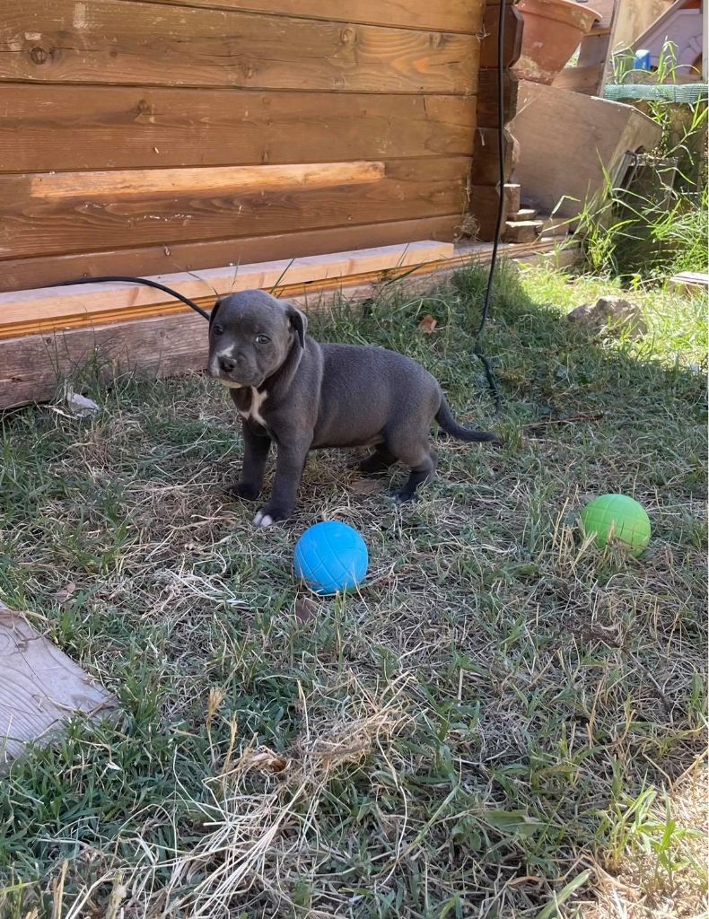 Little Bluedog - Chiot disponible  - Staffordshire Bull Terrier