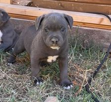 Little Bluedog - Chiot disponible  - Staffordshire Bull Terrier