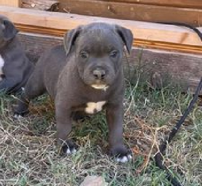 CHIOT BLEU