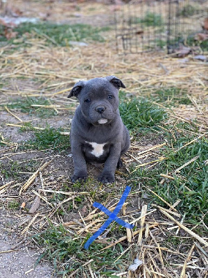 Little Bluedog - Staffordshire Bull Terrier - Portée née le 21/06/2024