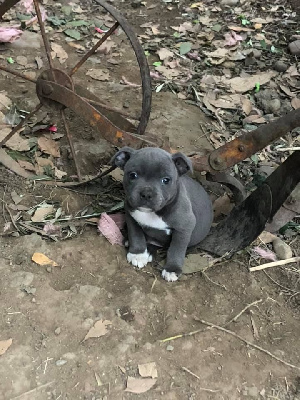 CHIOT BLEU