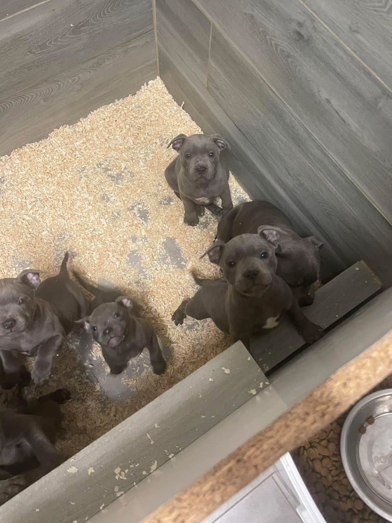 Little Bluedog - Chiot disponible  - Staffordshire Bull Terrier