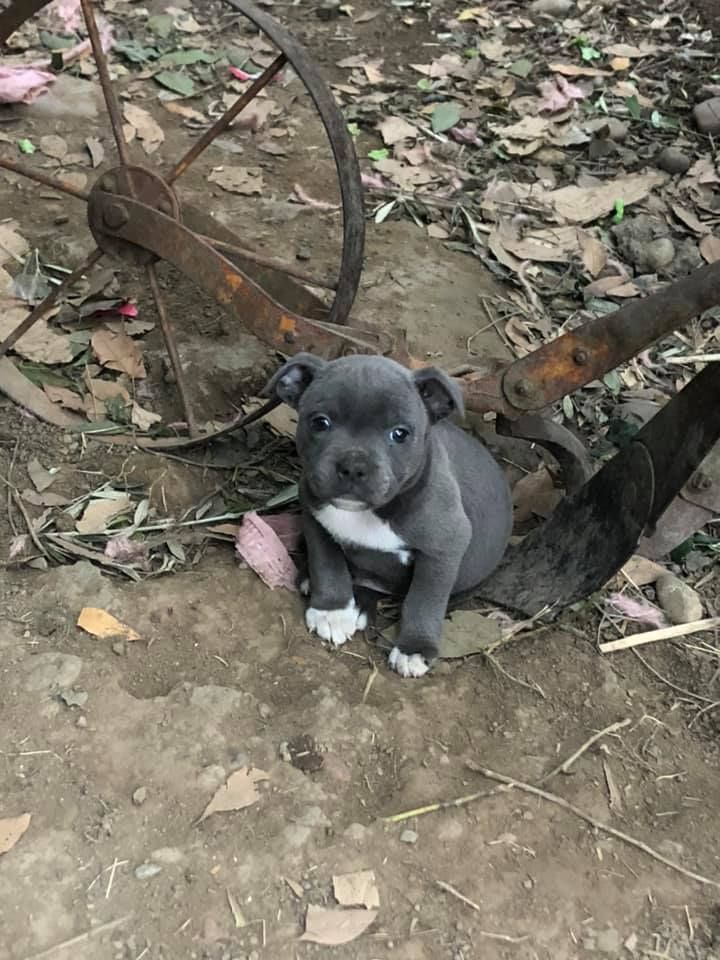 Little Bluedog - Chiot disponible  - Staffordshire Bull Terrier