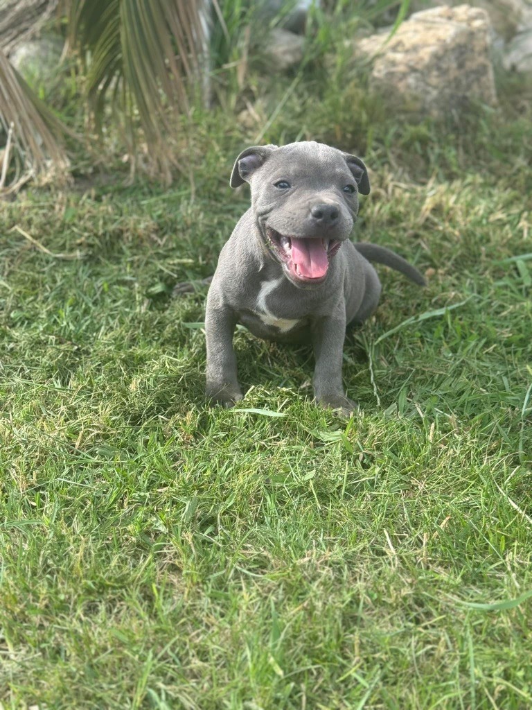 Little Bluedog - Chiots disponibles - Staffordshire Bull Terrier