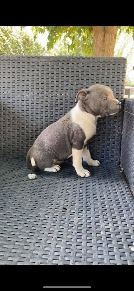 Little Bluedog - Chiots disponibles - Staffordshire Bull Terrier