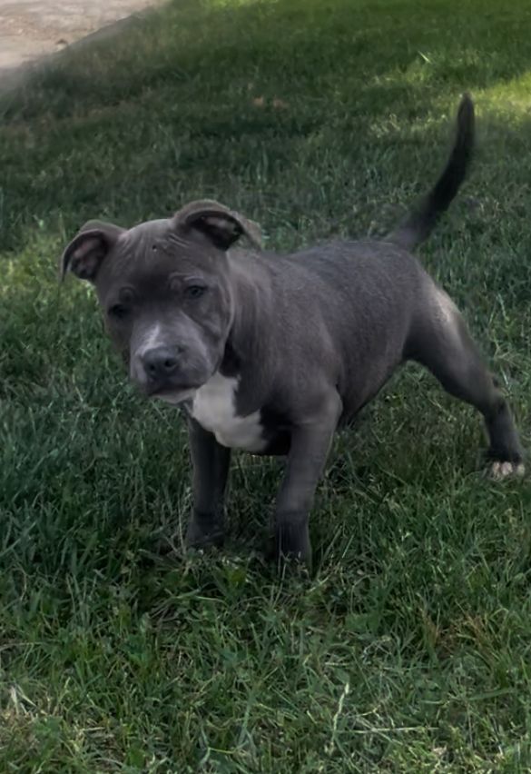 Little Bluedog - Chiots disponibles - Staffordshire Bull Terrier