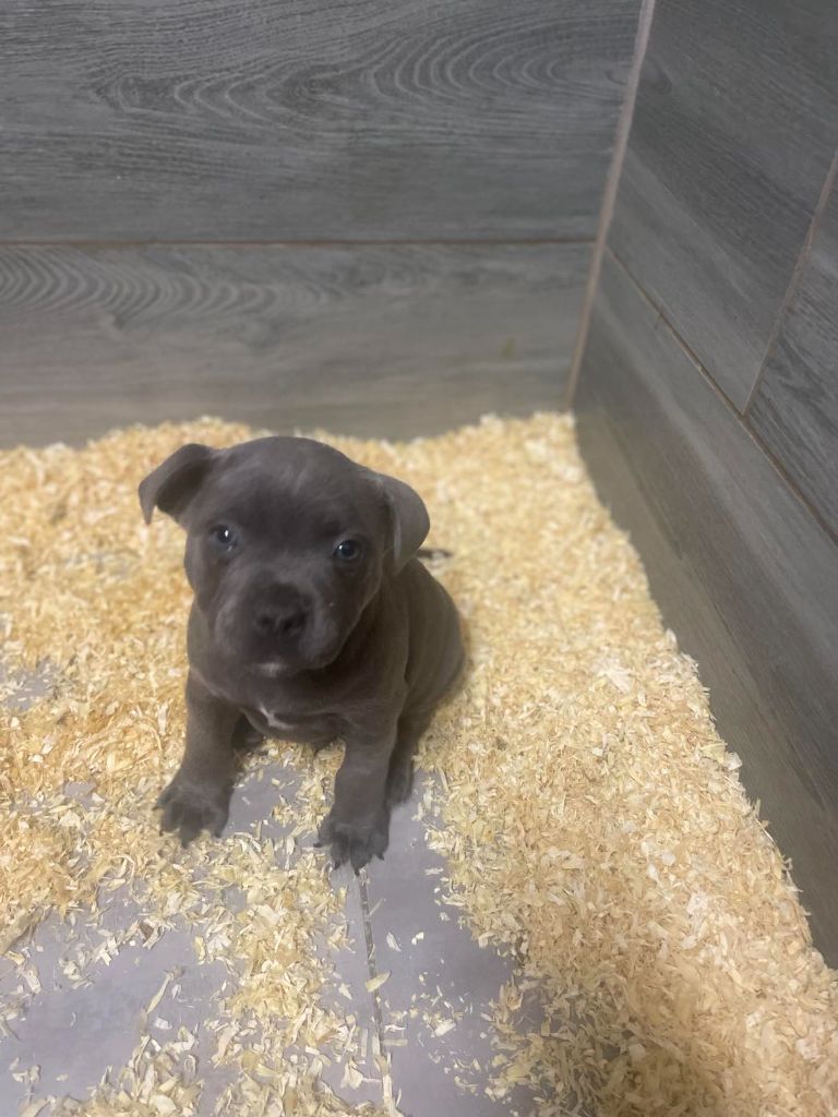 Little Bluedog - Chiots disponibles - Staffordshire Bull Terrier