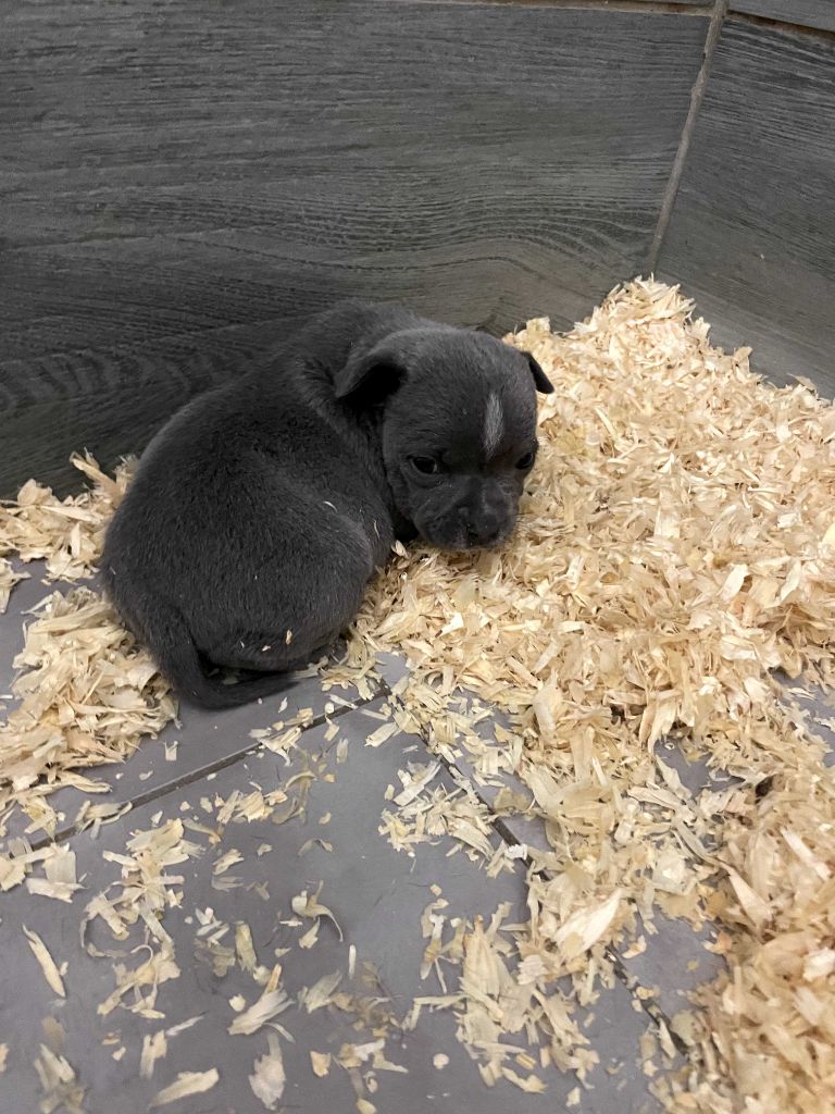 Little Bluedog - Chiots disponibles - Staffordshire Bull Terrier