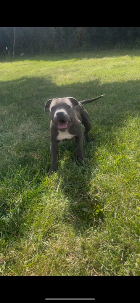 Little Bluedog - Chiots disponibles - Staffordshire Bull Terrier