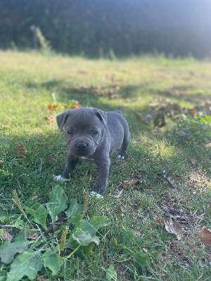 CHIOT BLEU