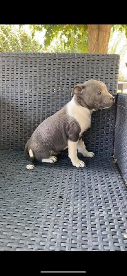 CHIOT 1