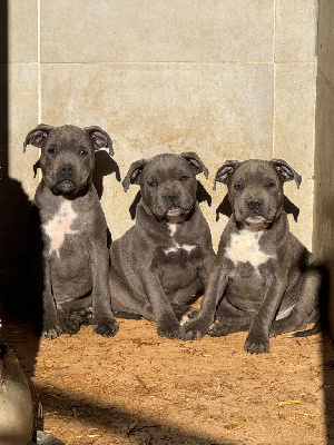 CHIOT 5
