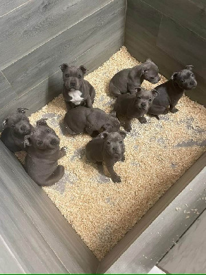 CHIOT 6