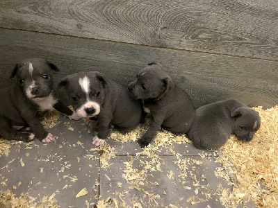 CHIOT 1