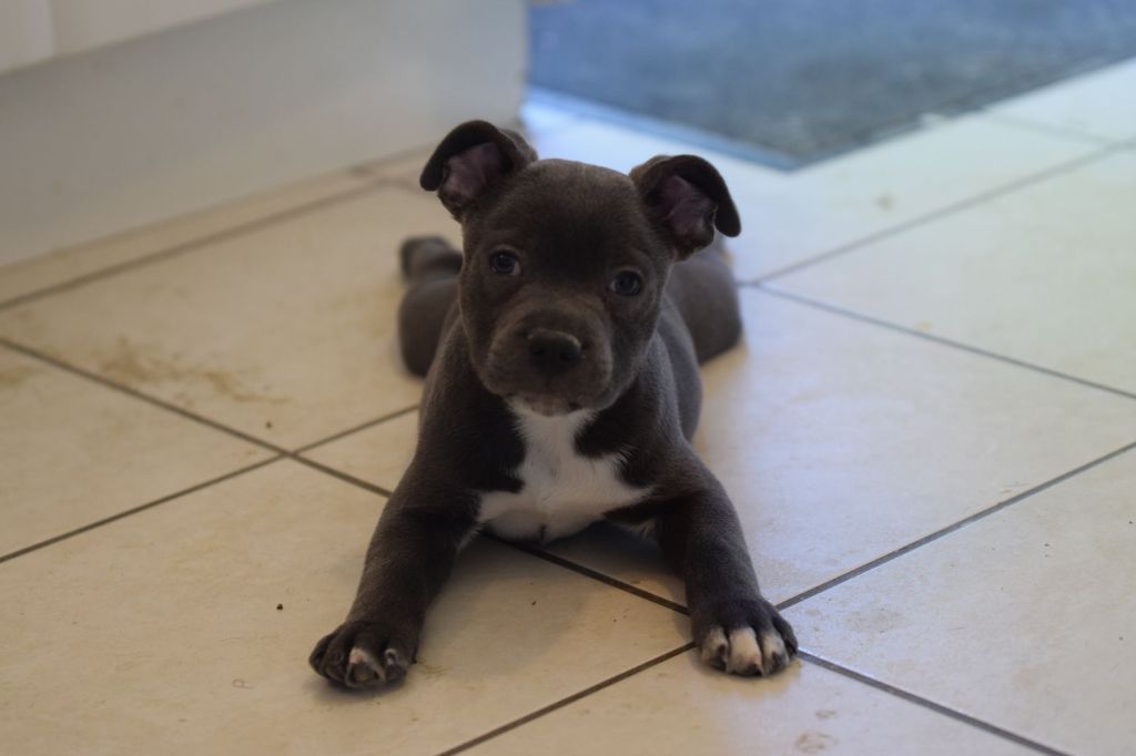 Little Bluedog - Chiots disponibles - Staffordshire Bull Terrier