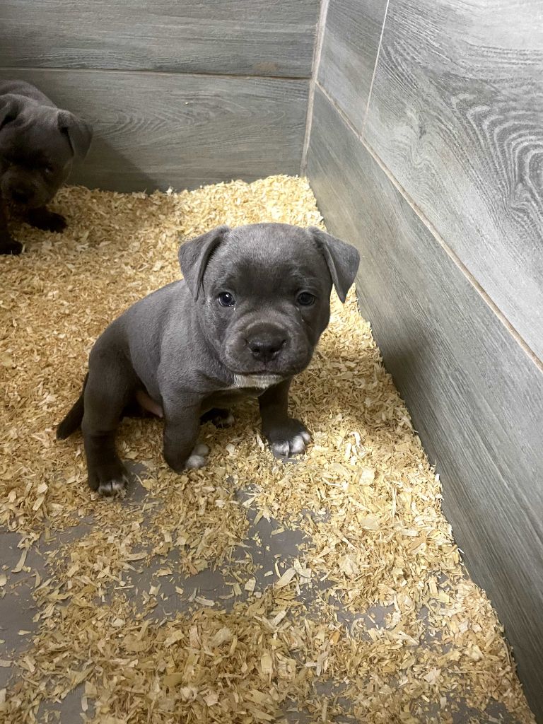 Little Bluedog - Chiots disponibles - Staffordshire Bull Terrier