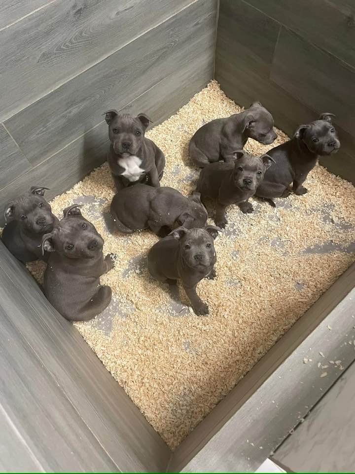 Little Bluedog - Chiots disponibles - Staffordshire Bull Terrier