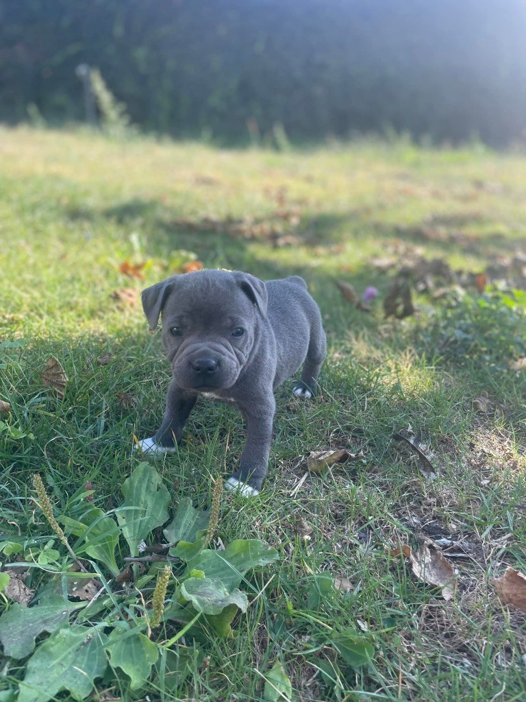 Little Bluedog - Chiots disponibles - Staffordshire Bull Terrier