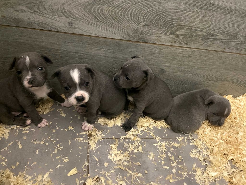 Little Bluedog - Chiots disponibles - Staffordshire Bull Terrier